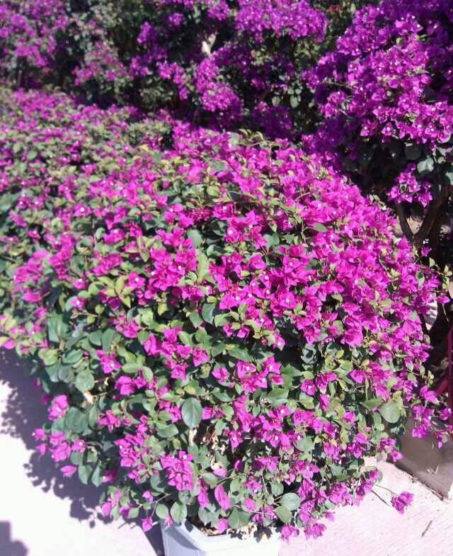 刘德华频被追问朱丽倩怀孕事 自曝工作都在香港不担心|米乐M6官方入口(图1) m6最新官网