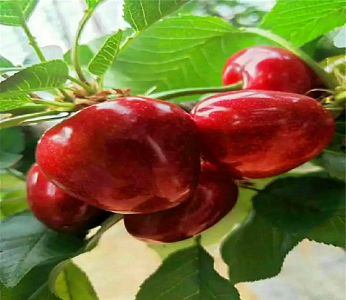 我国2018年进口额有望突破2万亿美元创历史新高:米乐M6官方入口(图1) 米乐M6官方入口