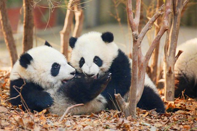 m6最新官网|哈里斯砍41+13邓特蒙31分 四川3-0淘汰广厦晋级(图3) 米乐M6