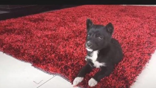 关于首届中华民族篮球公开赛总决赛裁判员安排的通知|米乐M6官方入口(图2) 米乐M6