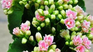 米乐M6官方入口